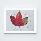 Obrazy akwarela,liść,jesień
