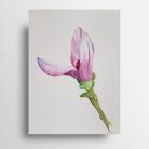 Obrazy akwarela,magnolia