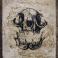 Obrazy obraz kocia czaszka,obraz malowany,tusz i kawa