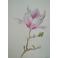 Obrazy magnolia,akwarela