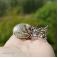 Pierścionki wenus srebrny pierścień z jaspisem