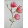 Obrazy magnolie,akwarela